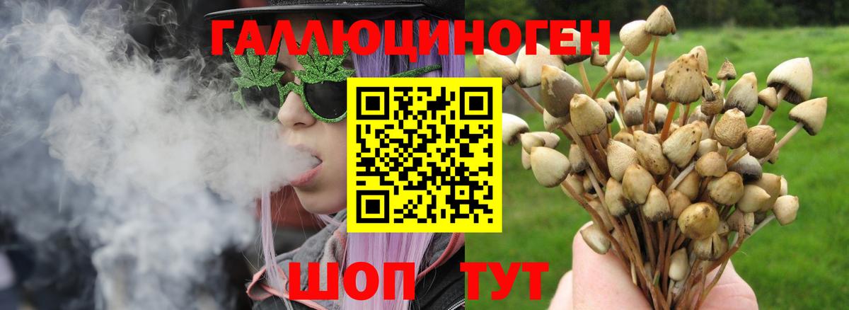 Галлюциногенные грибы Psilocybine cubensis Сокол